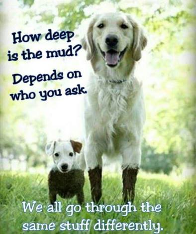 Dog-lamb-mud