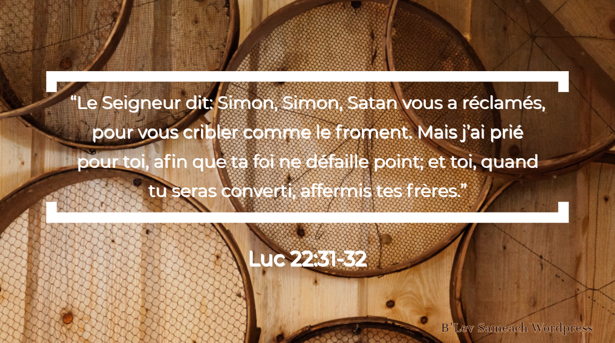 Criblure de froment